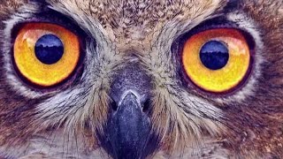 Mfahamu BUNDI Ndege Mwenye Mambo ya AJABU na KUOGOPESHA