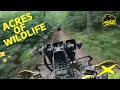 "Acres of Wildlife: Nature's Playground Awaits You!"