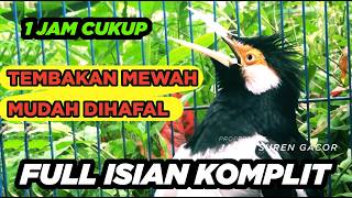 Burung Jalak Suren Full Isian Tembakan Mewah Tengkek Buto Cililin Suara Unik mantap