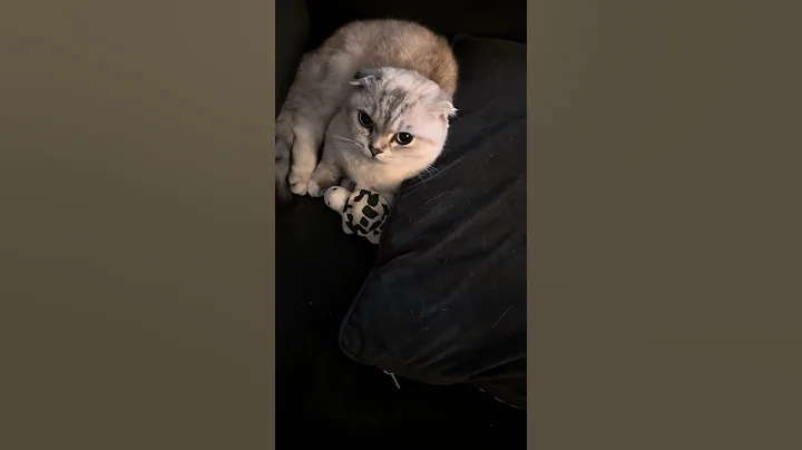 Watch the video about Munchkin Kitty Lover Her New Turtle 🐢 #cutekitty #scottishfold #munchkincats #munchkinfold #kitty