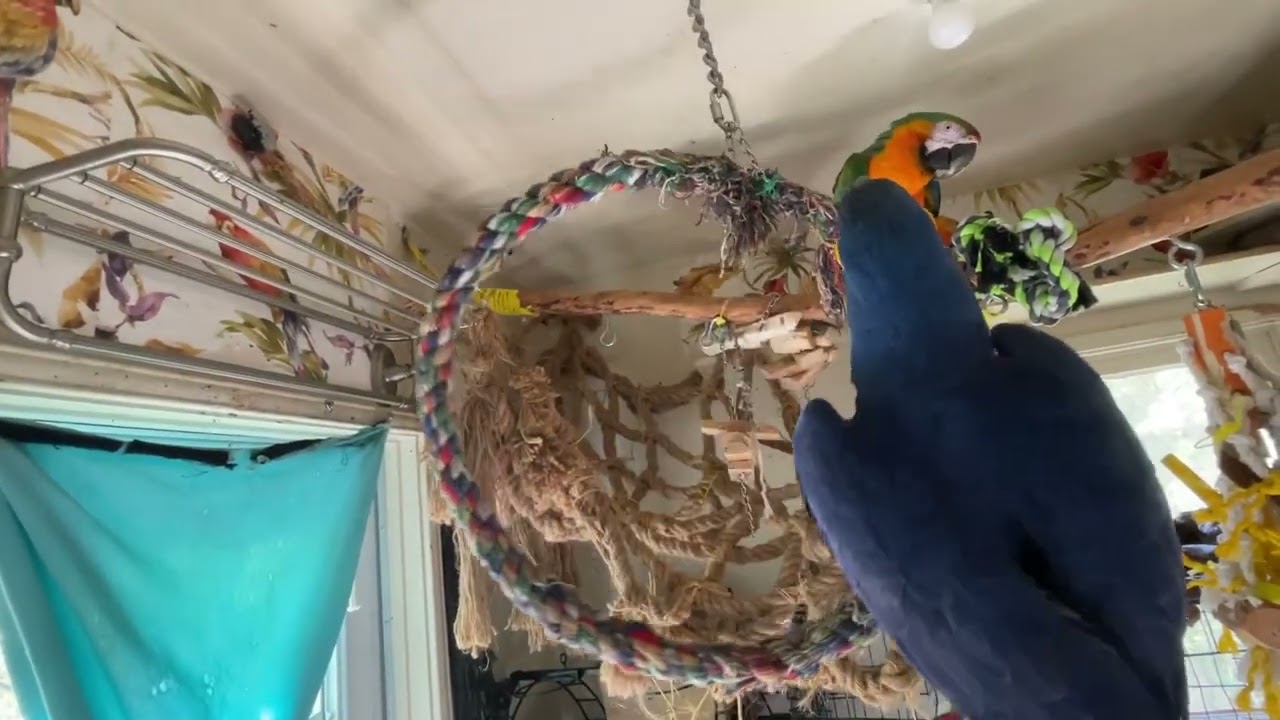 Bird Donkey Kicks Pesky Owner On his swing!