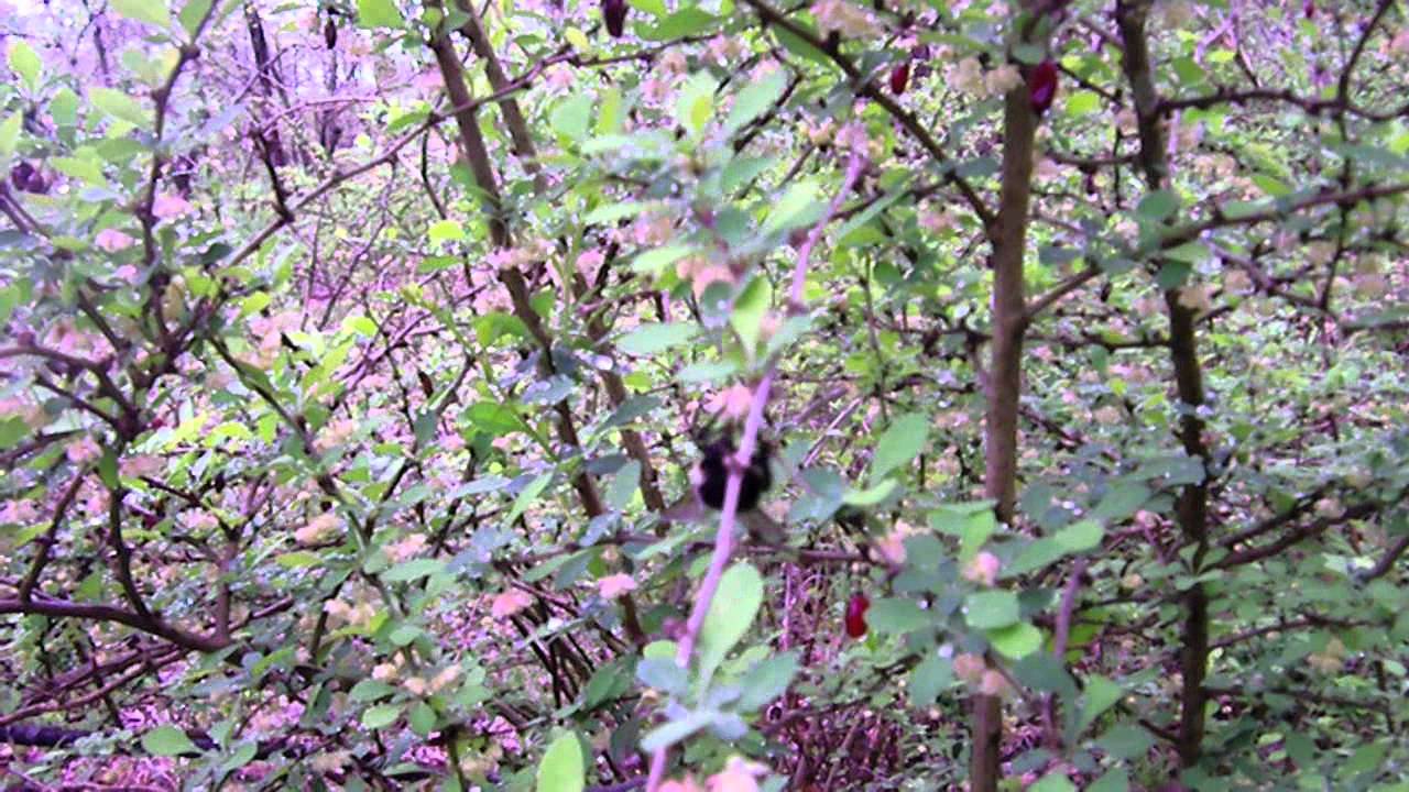 Morning at Flatbrook.mov