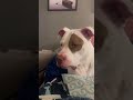 Neptune the Pitbull - Story time 1 - #neptune #pitbull #story