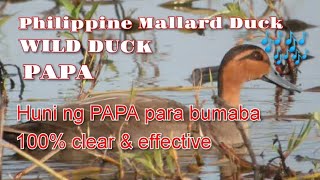 MALLARD DUCK | WILD DUCK | PAPA CALL SOUND FOR HUNTING