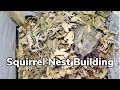 Squirrel Nest Building | My Backyard Friends
