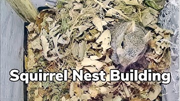 Squirrel Nest Building | My Backyard Friends