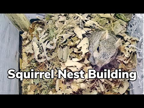 Video: Kdy si veverky staví hnízda?