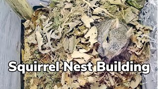 Squirrel Nest Building | My Backyard Friends