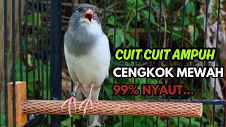 KENARI GACOR  Cuit CUIT BIRAHI SUARA Kenari MASTERAN TERBAIK UNTUK PANCINGAN & MASTERAN Kenari PAUD