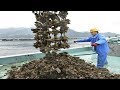 amazing Oyster Farming and harvesting in Japan - Big Oyster Cultivation