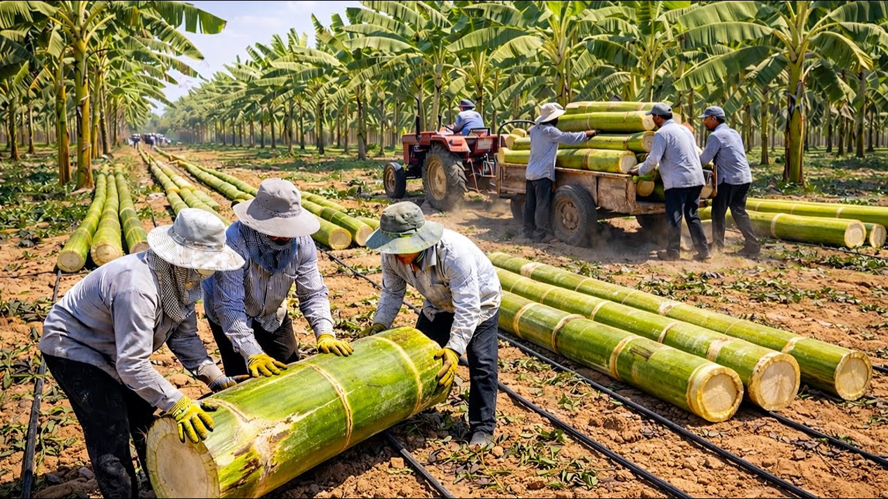 How Bananas Are Grown in the Desert — From Sand to Harvest