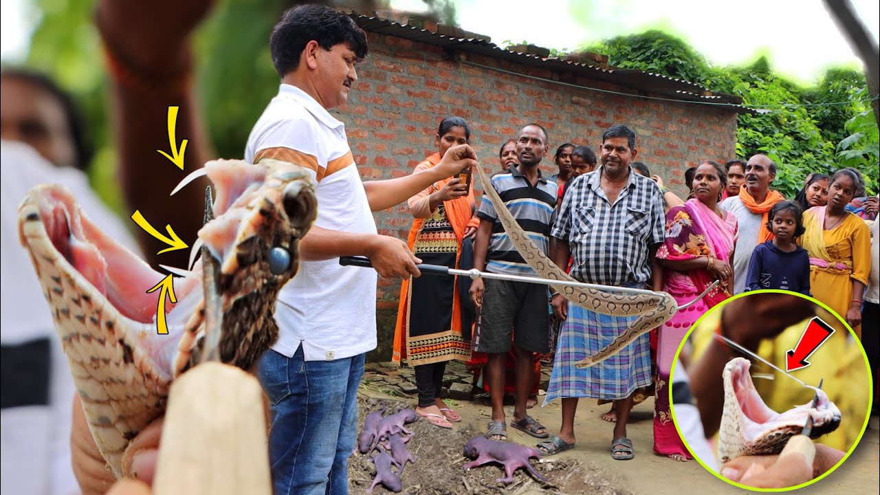 एशिया के सबसे खतरनाक सांप Russell's viper ने किया जानलेवा हमला | कैमरे में कैद हुआ अविश्वसनीय नजारा!