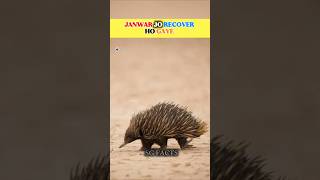 “Yeh Janwar Wapas Aa Gaye! 😱 Extinct Se Recover!”@FactSero1 #trending#viral#shorts #shortsfeed