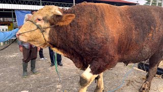 PENURUNAN SAPI-SAPI RAKSASA UNIK TURUN DARI TRUK QURBAN 2026 ‼️🔥🔥🔥