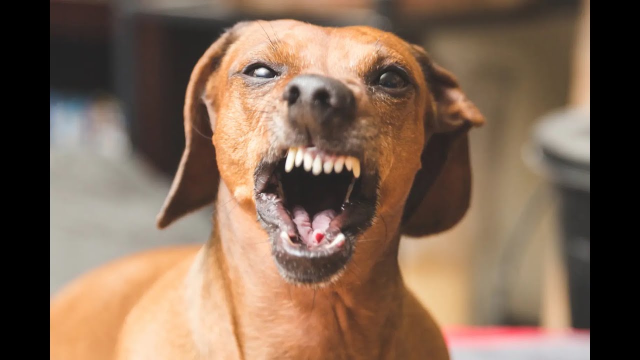 Random Ranter Random Rants Irresponsible People & Pets - YouTube