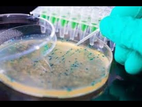 microbiologie L2 (chapitre 02 ; partie 01)
