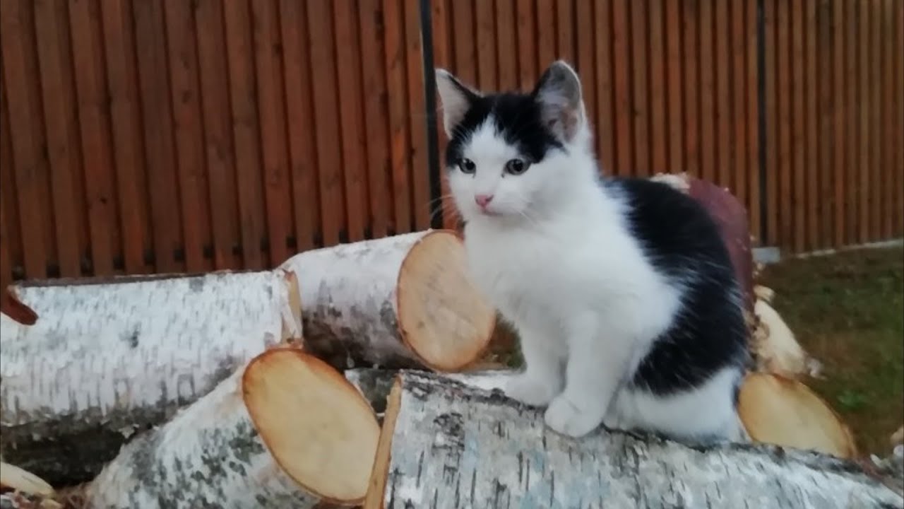 Кот возле машины