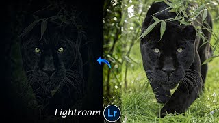 How To Edit Wildlife Photos in Lightroom || Lightroom wildlife photos Editing screenshot 4