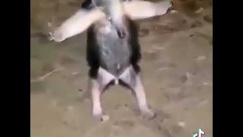 Anteater asserts dominance and does t pose