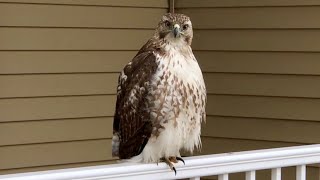Red-tailed Hawk on the patio