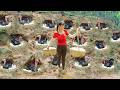 Build 20 Nests for Pheasants to Lay Eggs - Harvest 150 Giant Eggs and Go to Market |  Phương Farm TV
