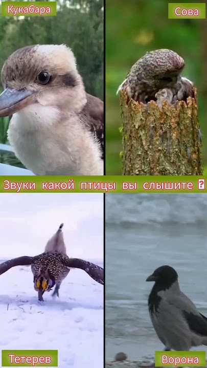 какой звук птицы вы слышите - YouTube