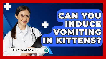 Can You Induce Vomiting In Kittens? - PetGuide360.com