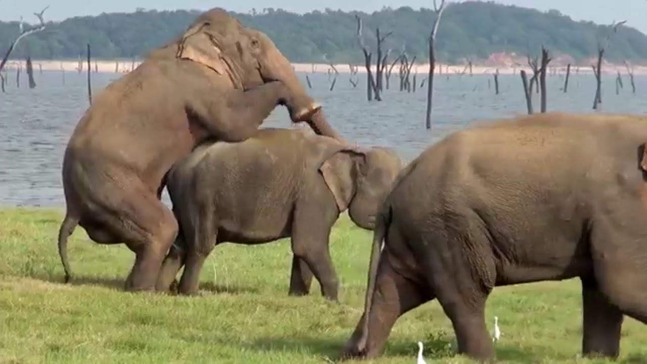 elephant, sri lanka elephant, national park, Asia elephant, fight.
