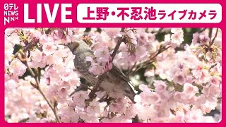 【天気ライブ】上野公園 ライブカメラ　桜の様子は ──Cherry blossoms at Shinobazu pond in Ueno,Japan