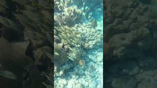 Snorkling Florida #oceanlife #snorkeling #florida #scubadiving #travel #fishtank #fish