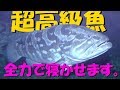 【超高級魚】クエの旨味を最大限に引き出す方法を解説します！