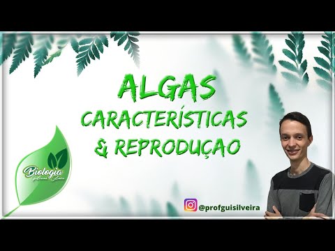 Vídeo: A que classe as algas pertencem?