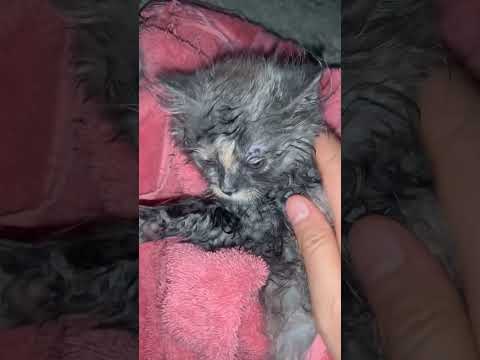وين هاد اشم رحته
