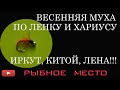 Мушка Морковка, простая, проверенная временем по хариусу и ленку.