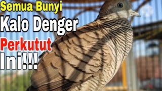 PERKUTUT LOKAL GACOR SUARA BIKIN SEMUA JADI GACOR DENGAN CEPAT