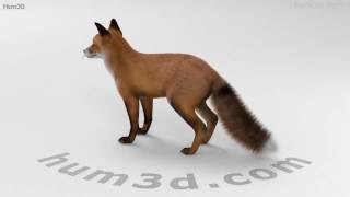 European Red Fox 3D model by 3DModels.org