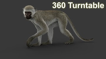 Monkey ververt 360 Turntable maya render | arnold | CG Creature artist #stynsour