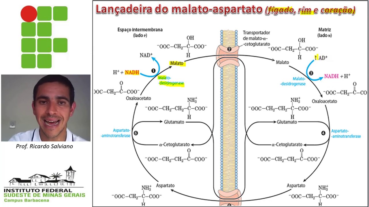 Cadeia transportadora de elétrons e fosforilação oxidativa - parte IV ...