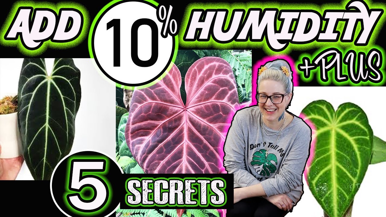 How to Increase Humidity for Your Indoor Plants YouTube