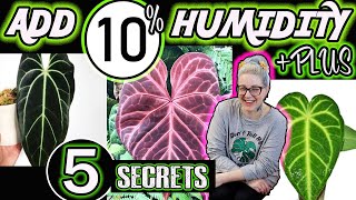 How to Increase Humidity for Your Indoor Plants