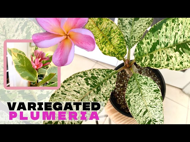 Variegated Plumeria Trees  || A girl with a garden - YouTube