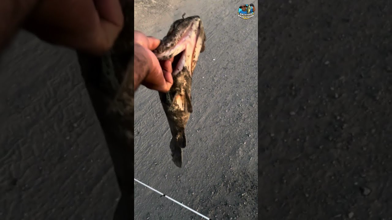 Caught a huge  Bigmouth Bass on a Yum Magnum Finesse Worm.