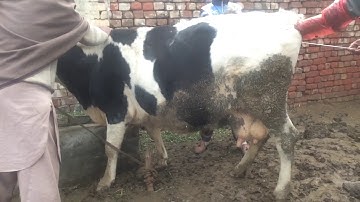 Cow Artificial insemination part 2
