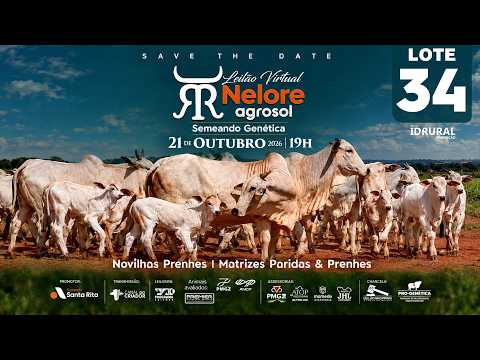 LOTE 34