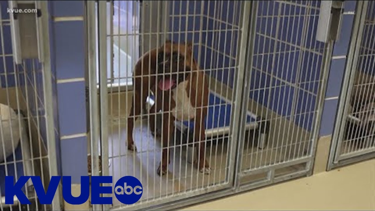 Austin veterinarian believes they've been treating more dogs sick with