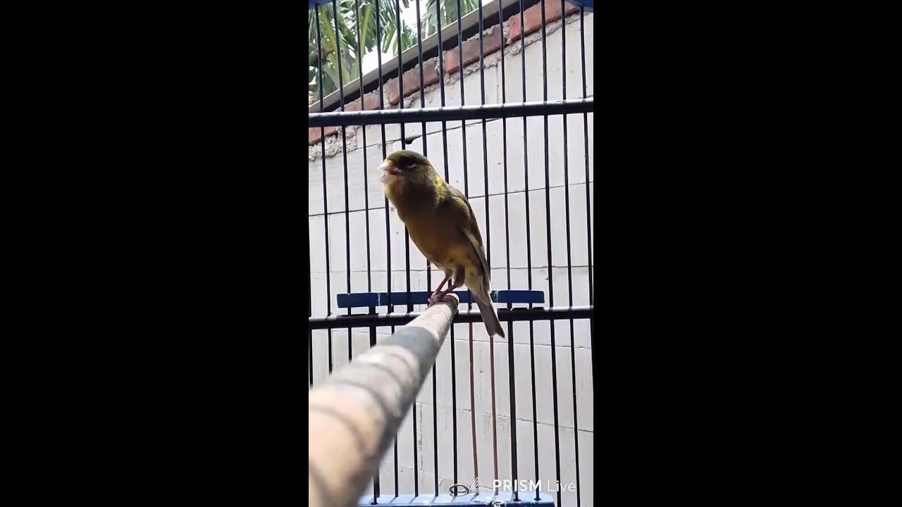 Siaran langsung ejar Chanel