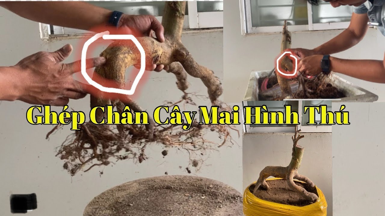 Ghép chân cây mai vàng hình thú