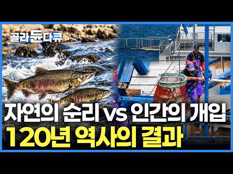 Why Must Humans Intervene in Spawning? The Chilling Secret of Salmon Farming That Began 120 Years...