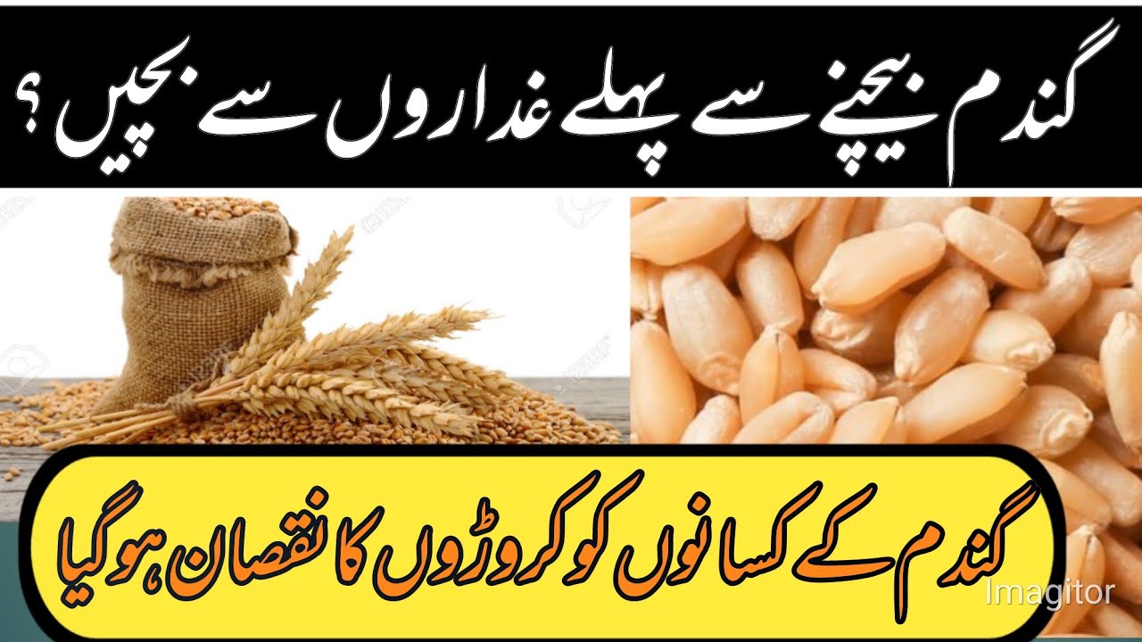 Wheat price today! gundam rates updates! today Wheat rate in pakistan ...