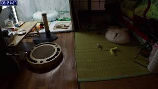 Miaou